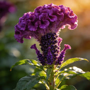 Purple Cockscomb Seeds