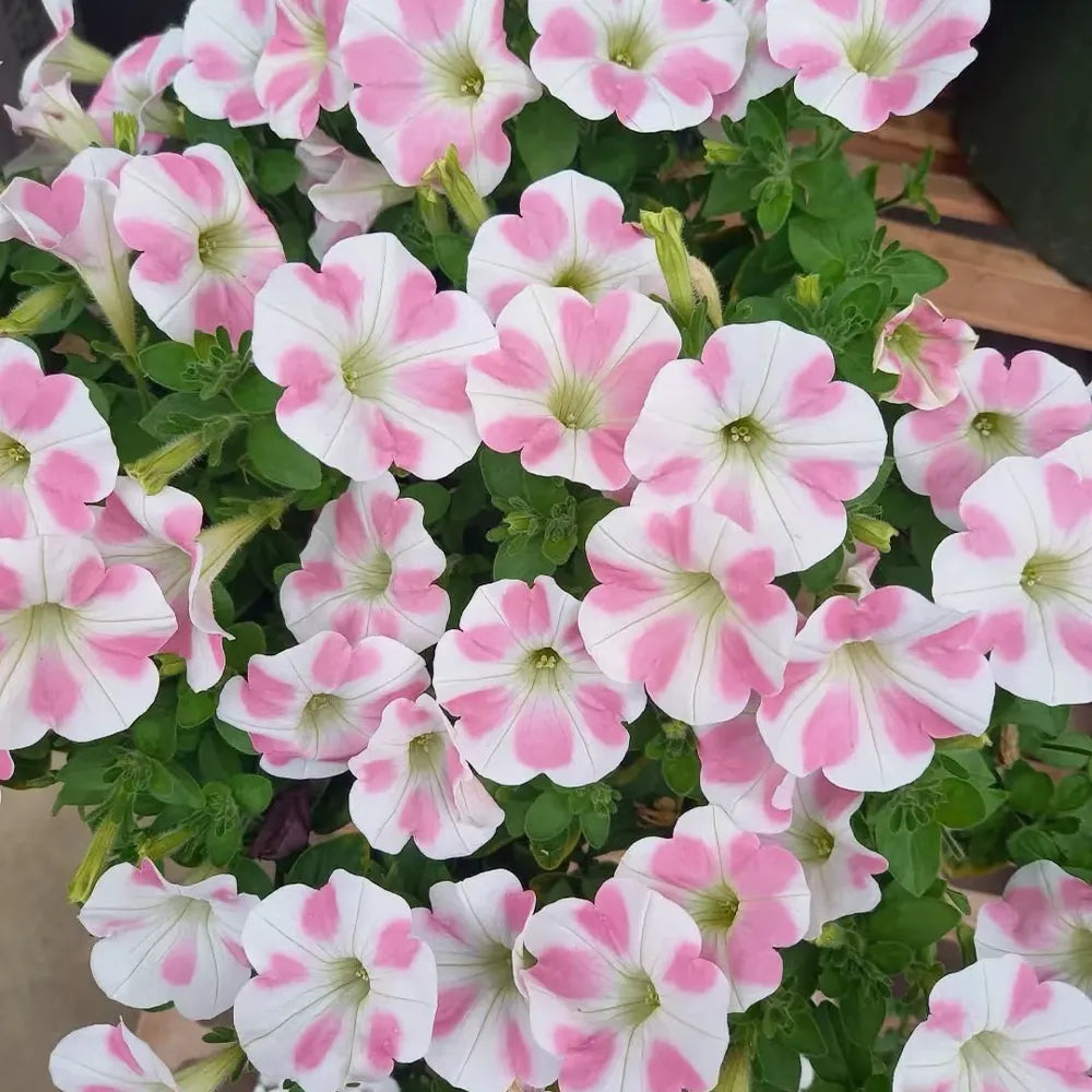 Heart-Shaped Petunias Seeds