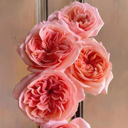 London Eye Rose Seeds