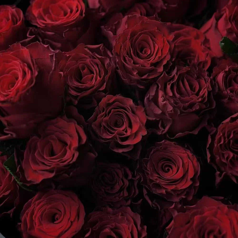 Rhodes Rose Seeds