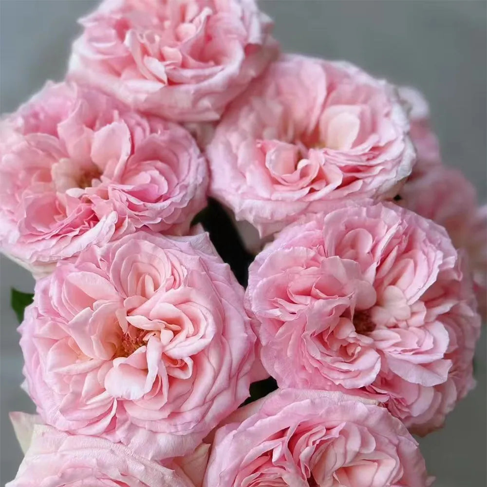 Pink Lychee Rose Seeds
