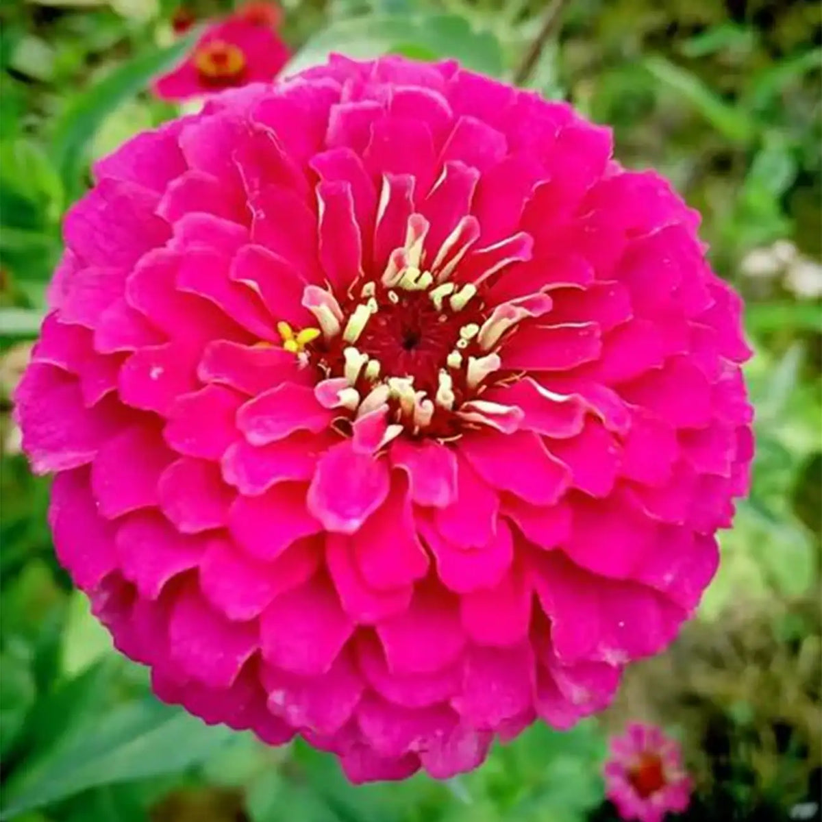 Zinnias Seeds - Magenta