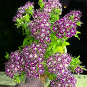 Phlox ‘Star Flower Series’ Seeds