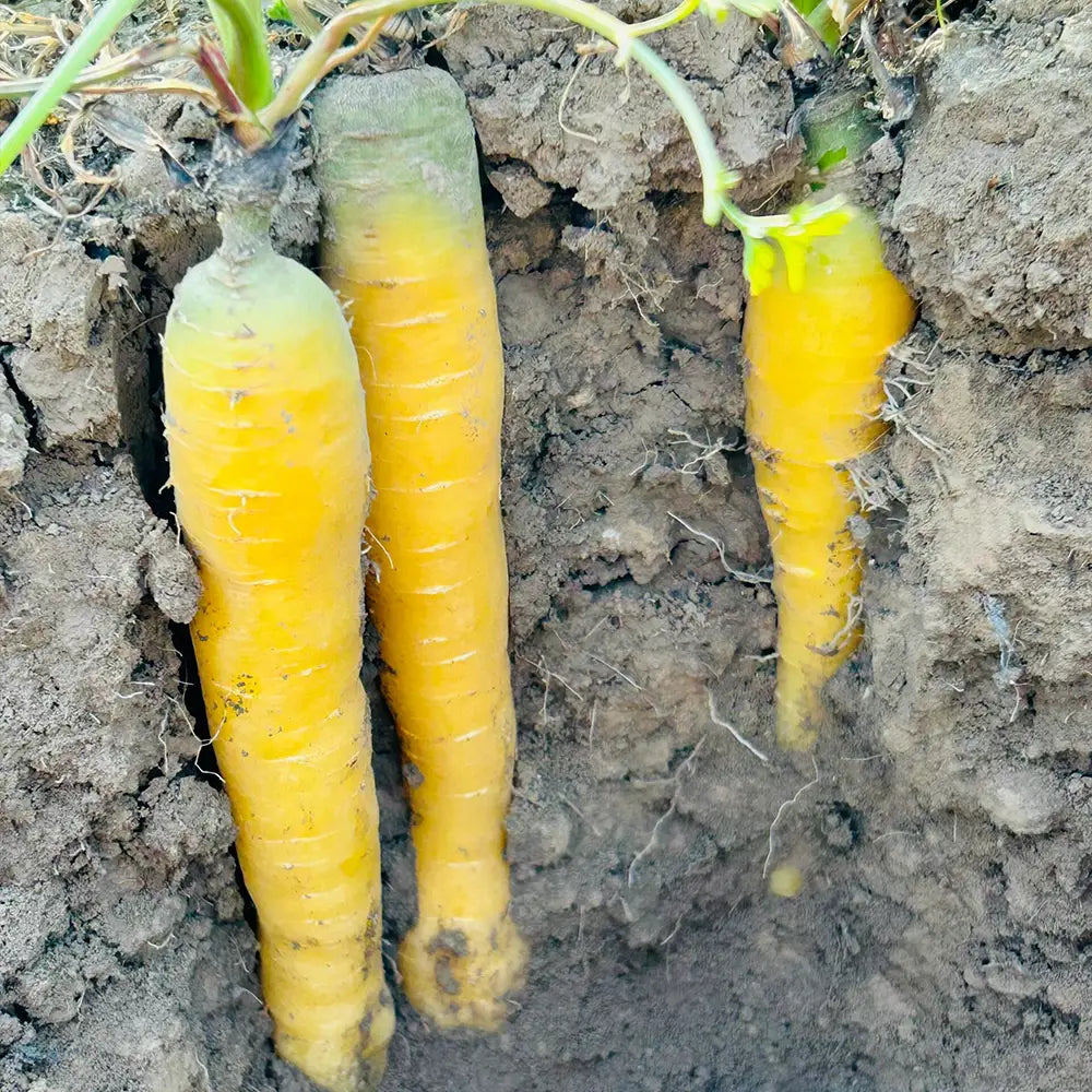 Yellow Carrots