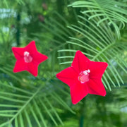 Pentas Seeds