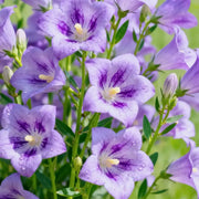 Light Purple Platycodon Seeds