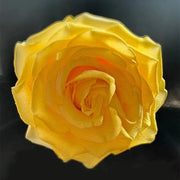 Golden Elegance Rose Seeds