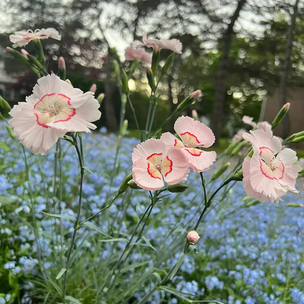 Perennial Dianthus Seeds