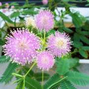 Mimosa Seeds