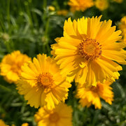 Coreopsis Seeds