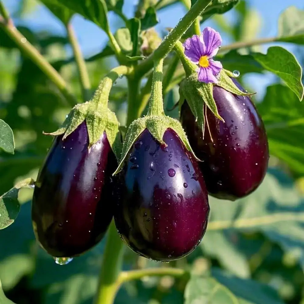 Specialty Eggplants Seeds