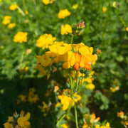 Birdsfoot Trefoil Seeds