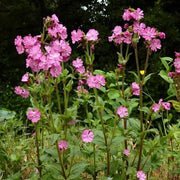 Silene ‘Dioca’ Catchfly Seeds