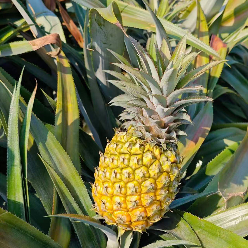 Pineapple Seeds