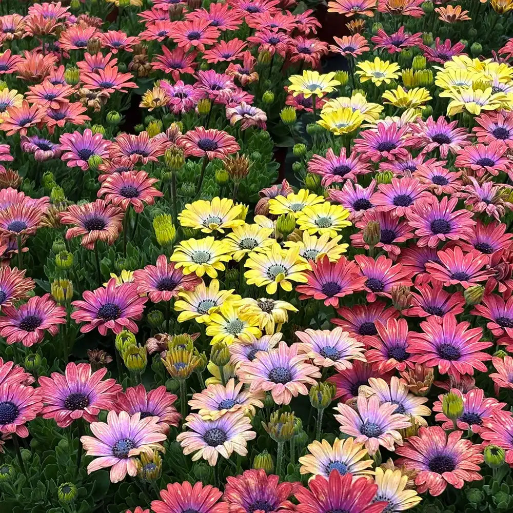 South African Marigolds Seeds