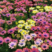 South African Marigolds Seeds