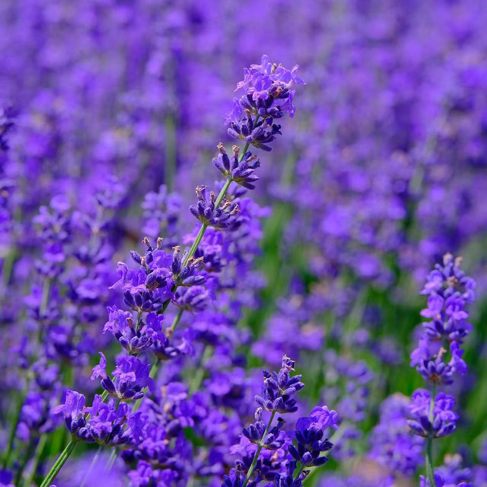 Lavender Seeds