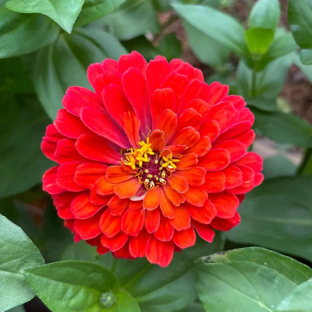 Double Zinnias Seeds