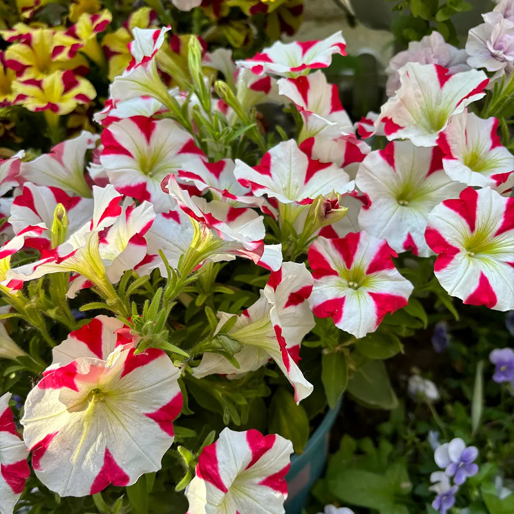 Petunia Hybrida Seeds