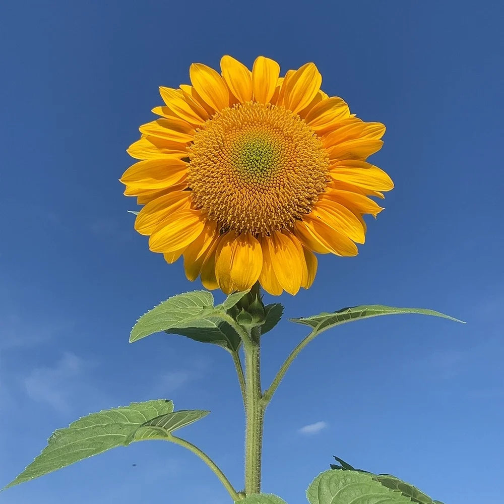 Vincent's Fresh Sunflower Seeds
