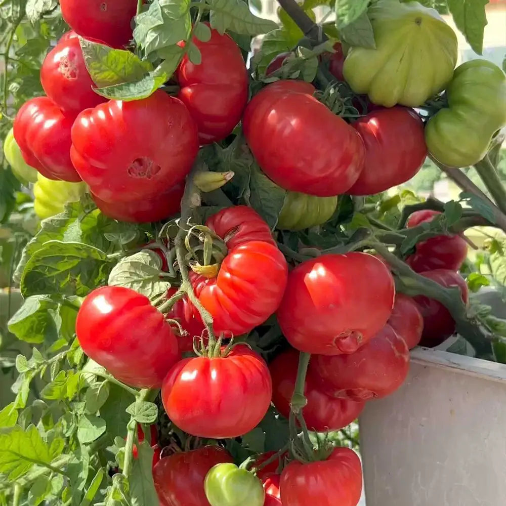Brandy Tomatoe Seeds