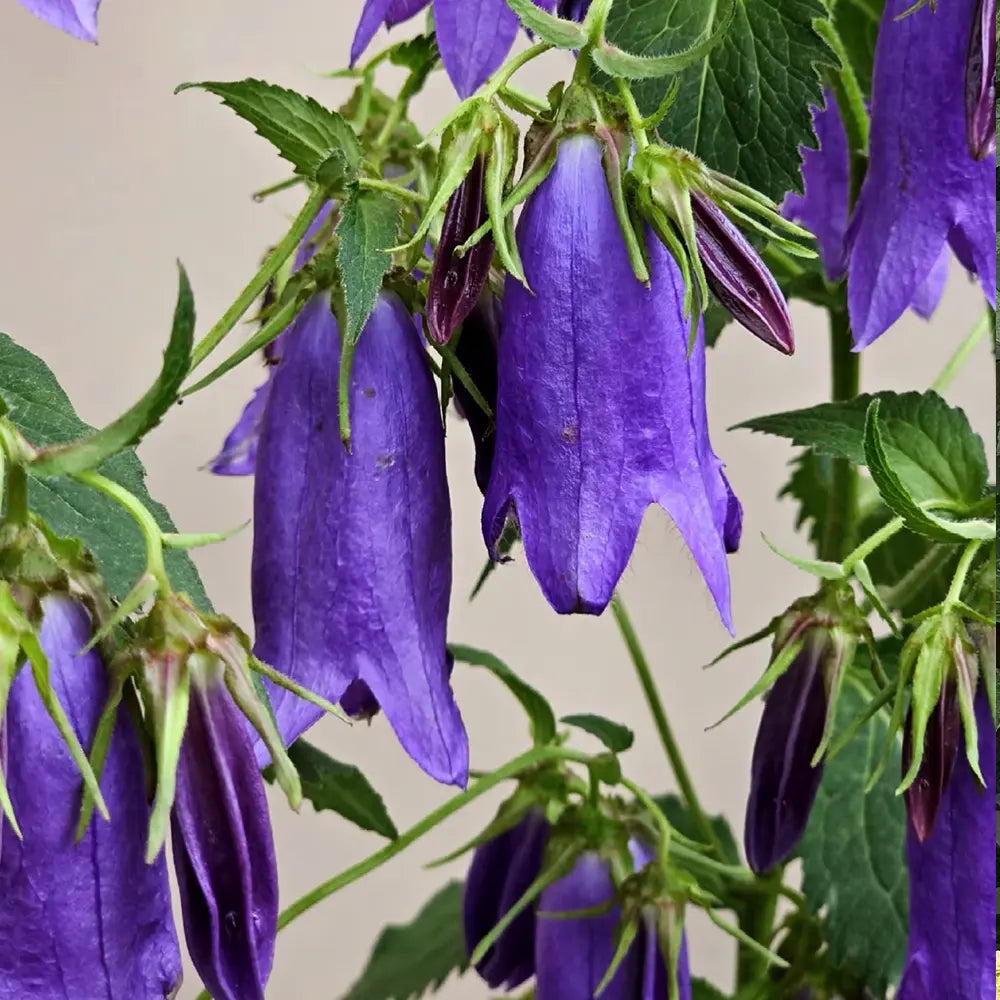 Campanula ‘Sarastro’ Seeds