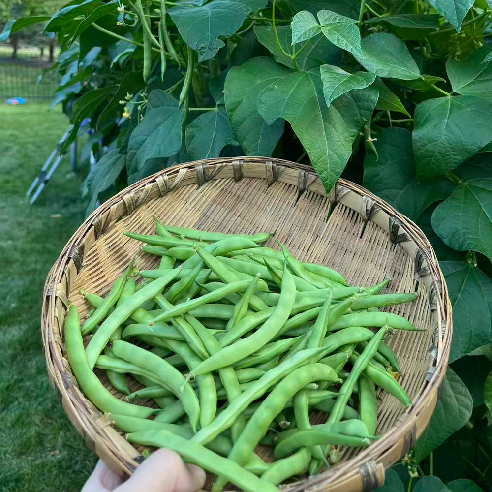 French beans Seeds