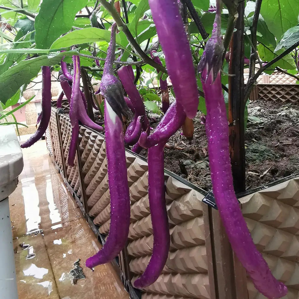 Long Purple Eggplant Seeds