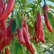 Thai Dragon Heirloom Chili Pepper Seeds