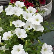 White petunia hybrid seeds