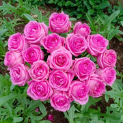 Awakening Rose Seeds