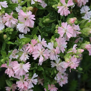 Double Silene Seeds