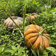 Heirloom Pumpkins Seeds