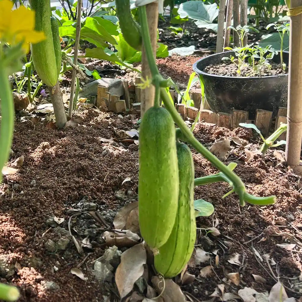 Heirloom Slicing Cucumber Seeds
