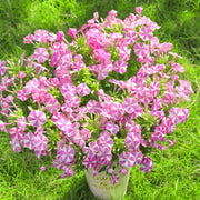 Phlox ‘Pink Windmill’ Seeds