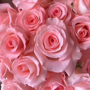 Princess Diana Rose Seeds