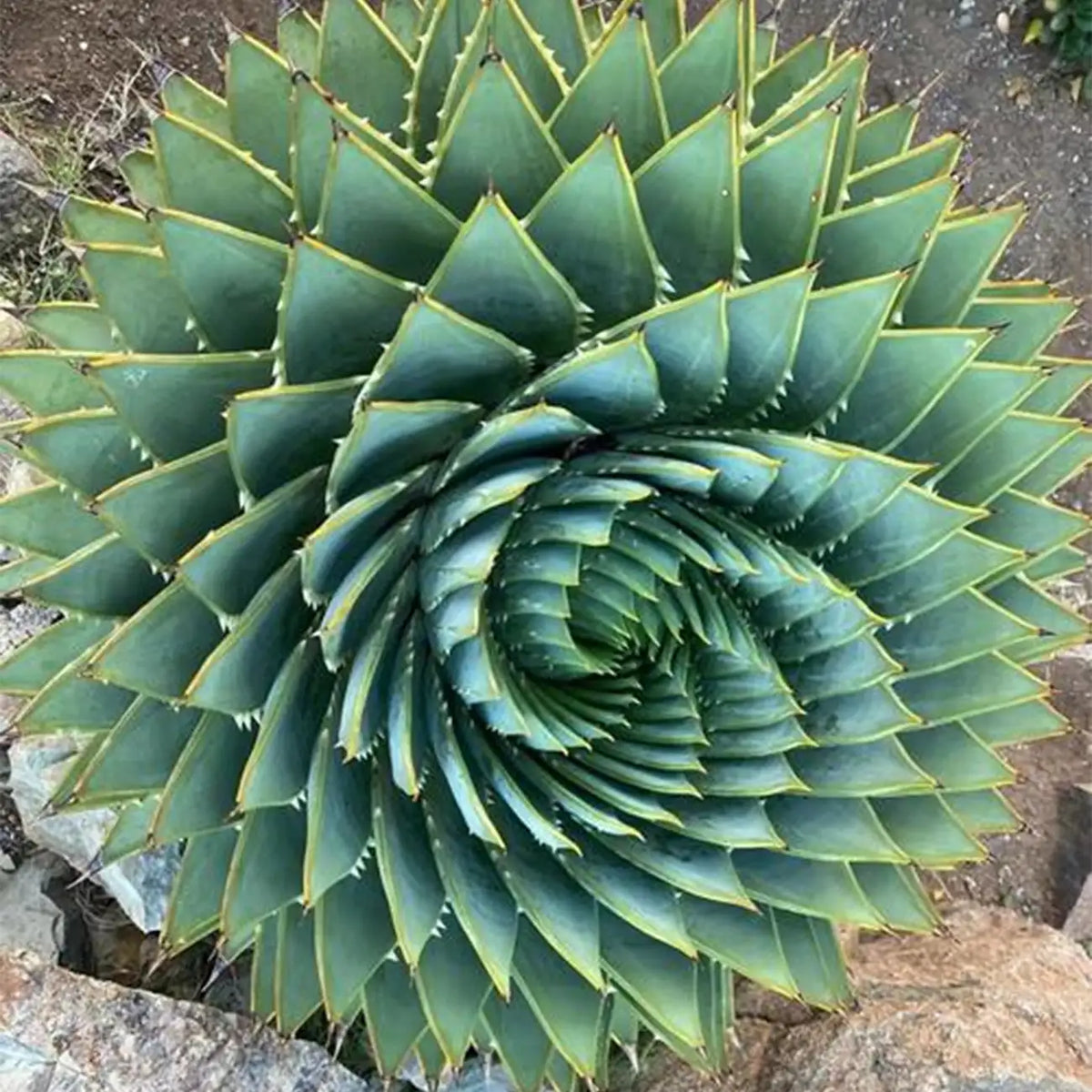 Aloe Polyphylla Rare Succulent Plant Seeds
