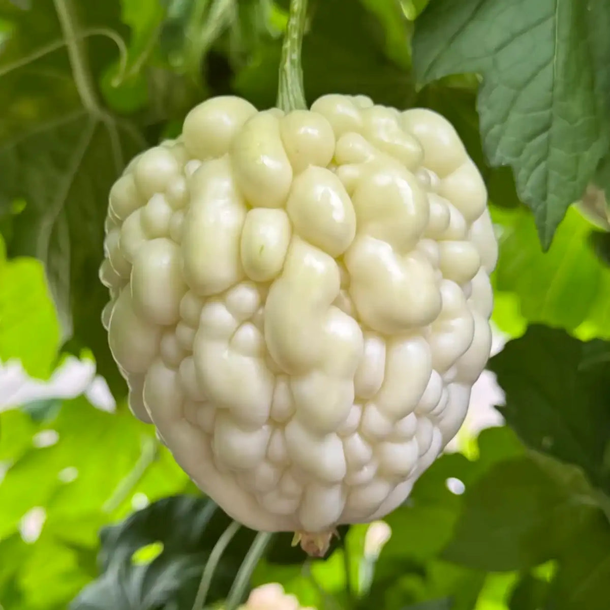 Apple Bitter Melon Seeds