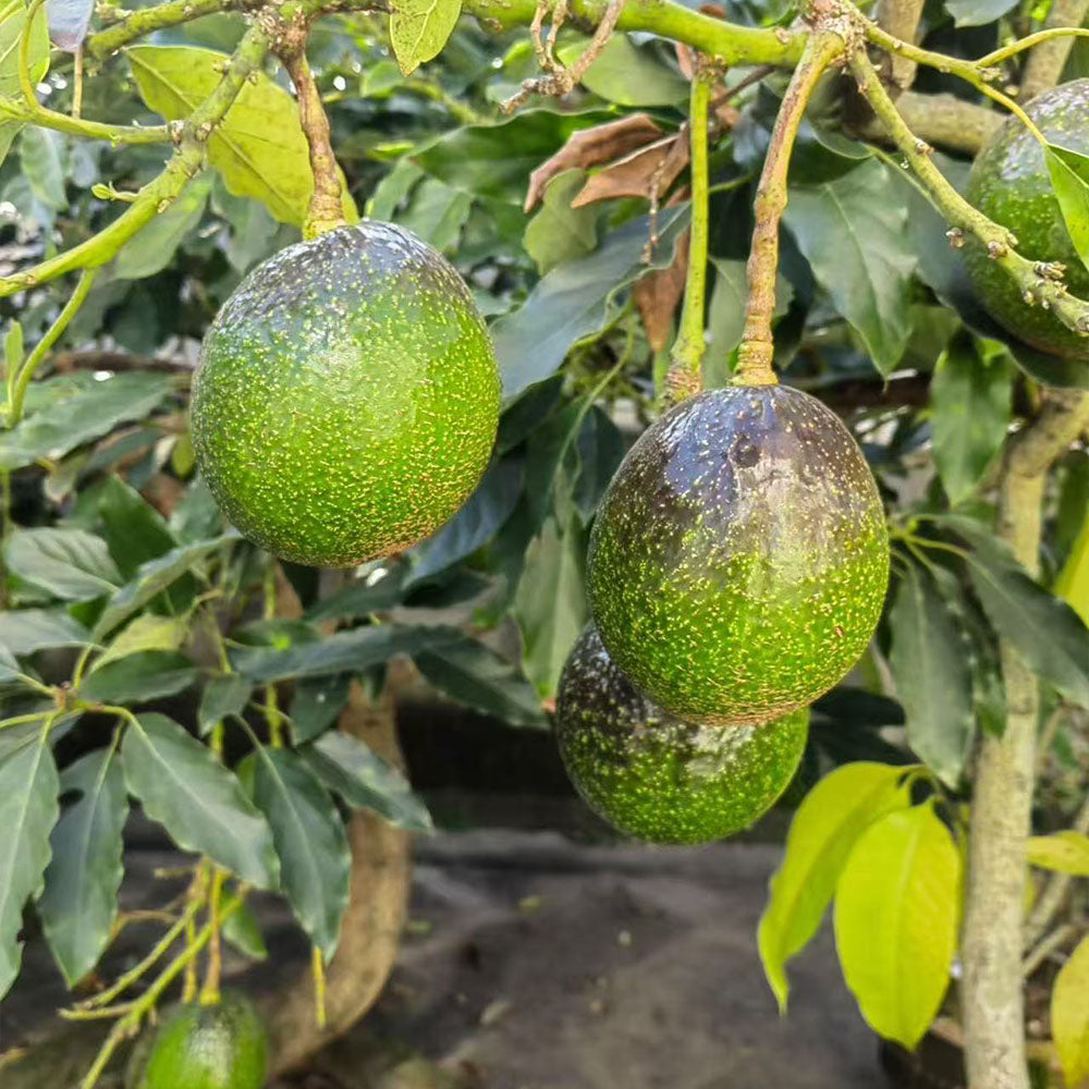 Avocado Seeds
