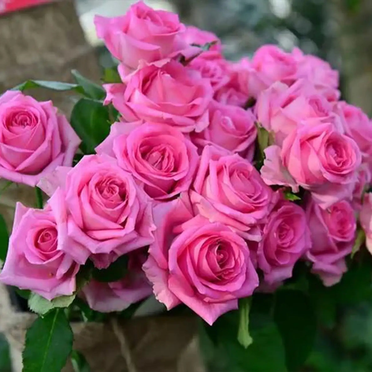 Awakening Rose Seeds