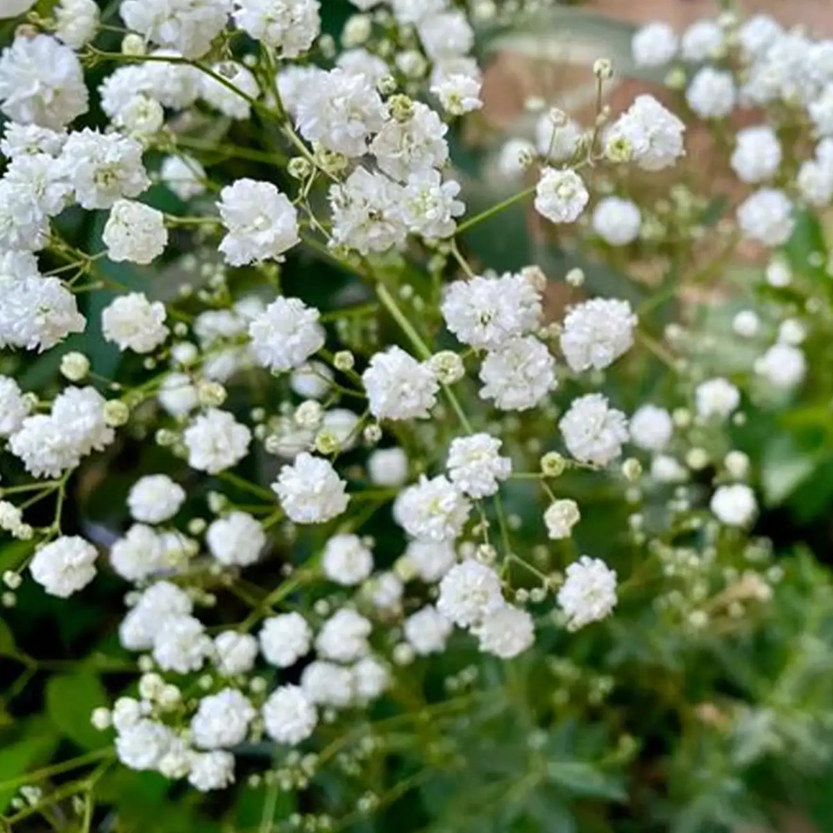 Baby’s Breath Seeds