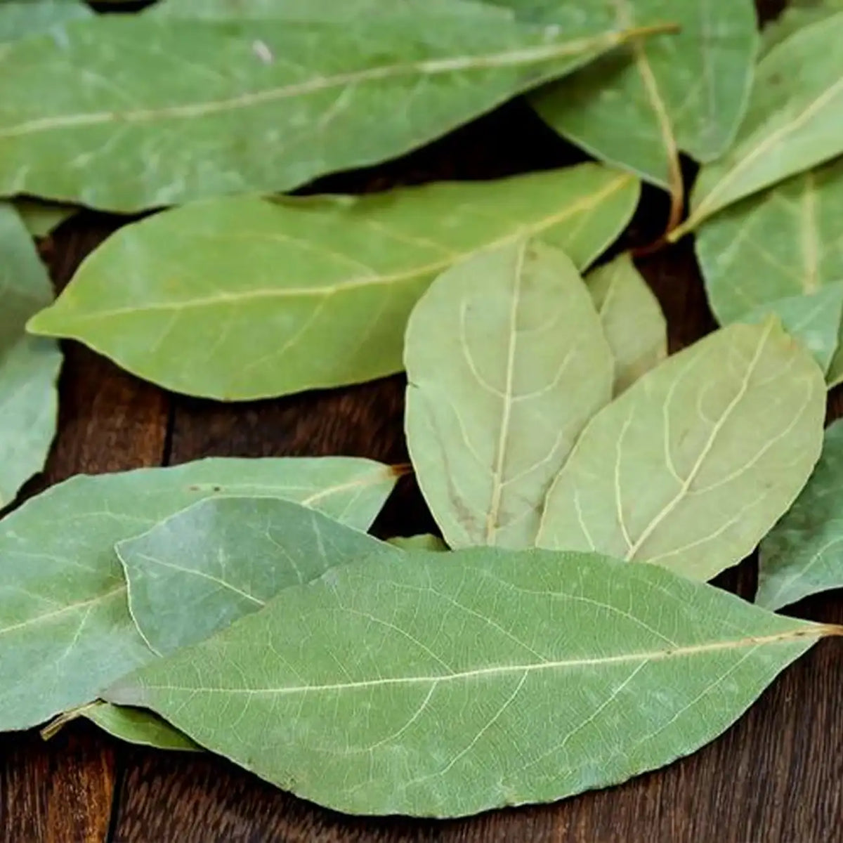 Bay Laurel