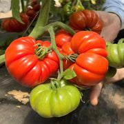 Beefsteak Tomato Seeds