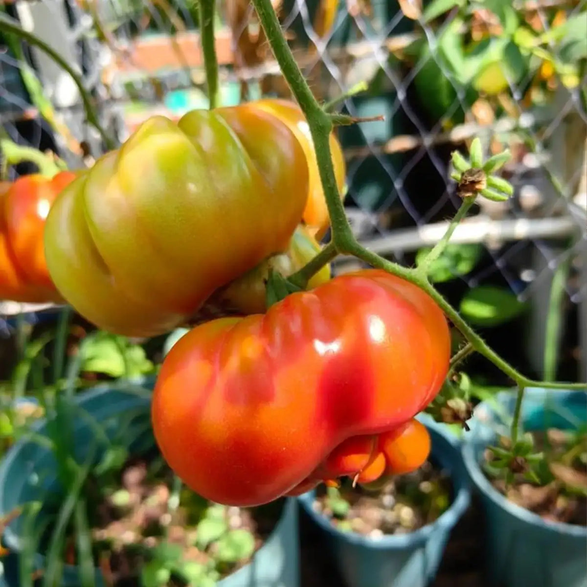 Beefsteak Tomato Seeds