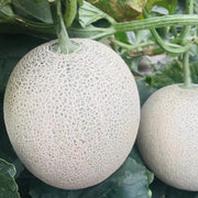 Bit O' Gold Hybrid Cantaloupe Seeds