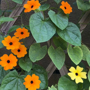 Black-Eyed Susans Seeds-Amber Waves