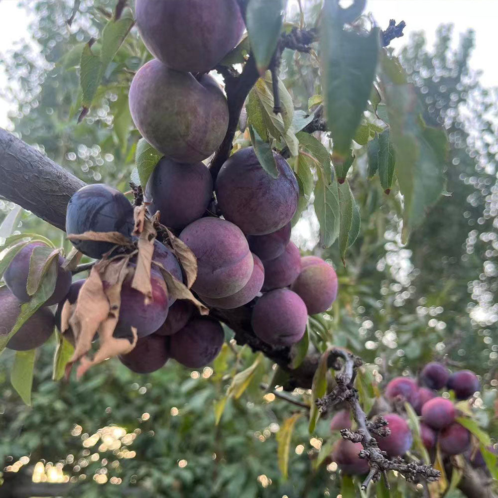 Black Plum