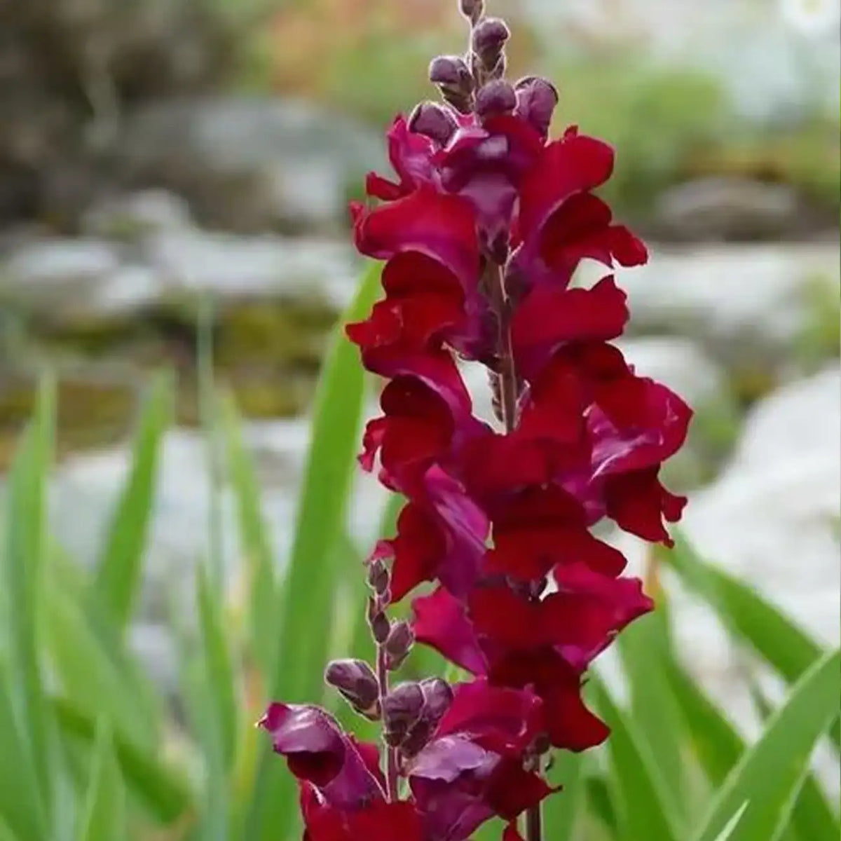 'Black Prince' Snapdragon Seeds