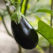 Black Stallion Hybrid Eggplant Seeds
