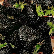 Black Strawberry Fruits Seeds